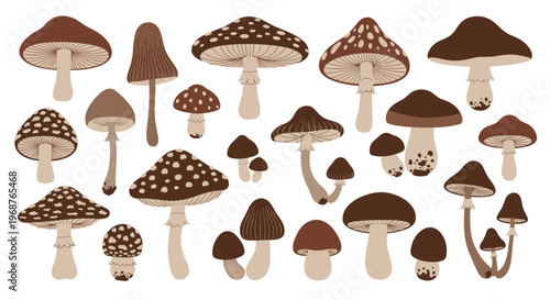 Extensive collection of various mushrooms and toadstools in shades of brown and beige, showing different shapes and patterns.