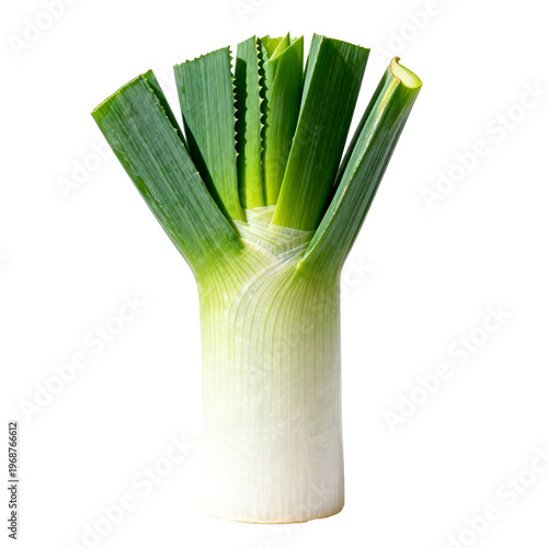 [Transparent Background PNG]Fresh Leek Vegetable with White Background