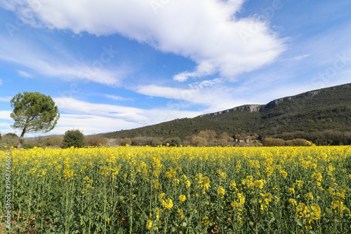 Rapeseed fields (Brassica napus) in Sant Martí de Llémena, in the Llémena Valley, Catalonia