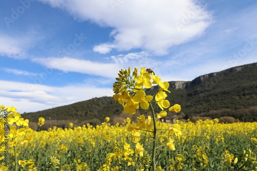 Rapeseed fields (Brassica napus) in Sant Martí de Llémena, in the Llémena Valley, Catalonia