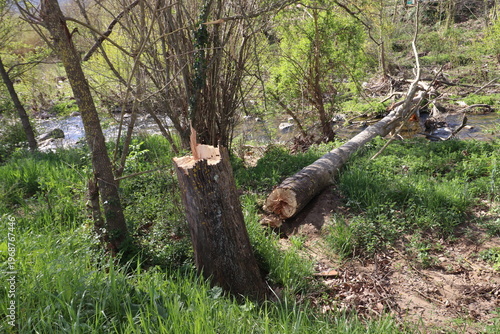 Fallen tree in a stream in the Llémena Valley, Catalonia