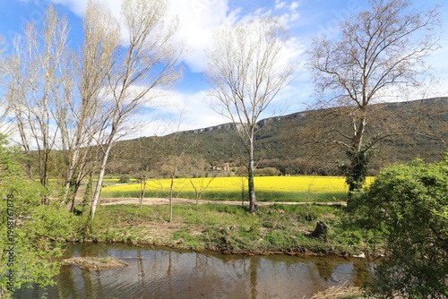 Rapeseed fields (Brassica napus) in Sant Martí de Llémena, in the Llémena Valley, Catalonia