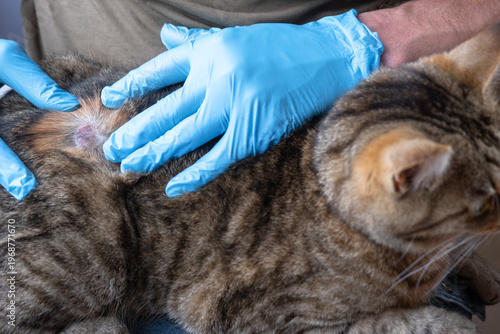 Slika na platnu Cat being treated for suspected outdoor-transmitted ringworm by gloved veterinarian, visible patch on side, start of clinical recovery