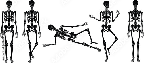 Human skeleton silhouettes, anatomical poses artwork, dynamic skeleton illustration, medical anatomy design, skeletal motion artwork, science education theme, dance skeleton