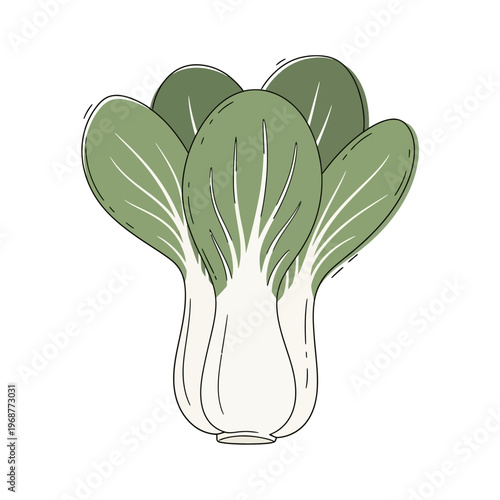 Bok Choy Vegetable Illustration - Fresh Green Leafy Produce