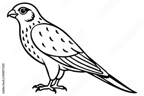 kestrel bird silhouette line art vector illustration with a white background