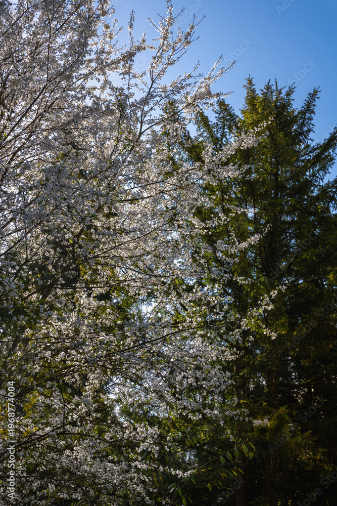 Obraz premium Blühende Büße im Park mit dunklem Baum der Fichte zusammen