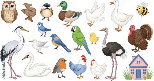 Comprehensive Bird Vector Collection Featuring Owl Mallard Duck Swan Parrot Ostrich Heron Chicken and Turkey Illustrations for Educational Biology Nature Guides and Wildlife Graphic Design Projects