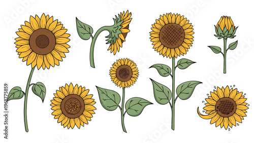 Collection of hand-drawn sunflowers in various stages of bloom and growth