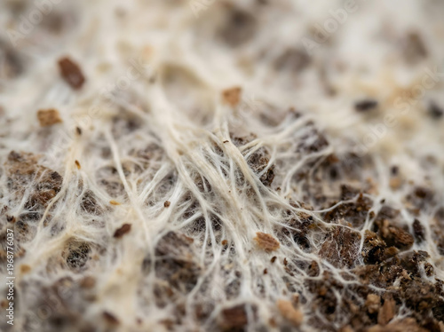 Extreme Macro White Mycelium Growing On Substrate