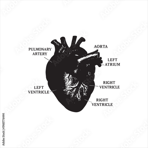 Anatomical Diagram of Human Heart with Labeled Chambers and Major Arteries