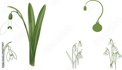 Vector Set of Snowdrop Flowers in Various Styles, Spring Floral Illustrations for Nature, Garden, and Seasonal Designs