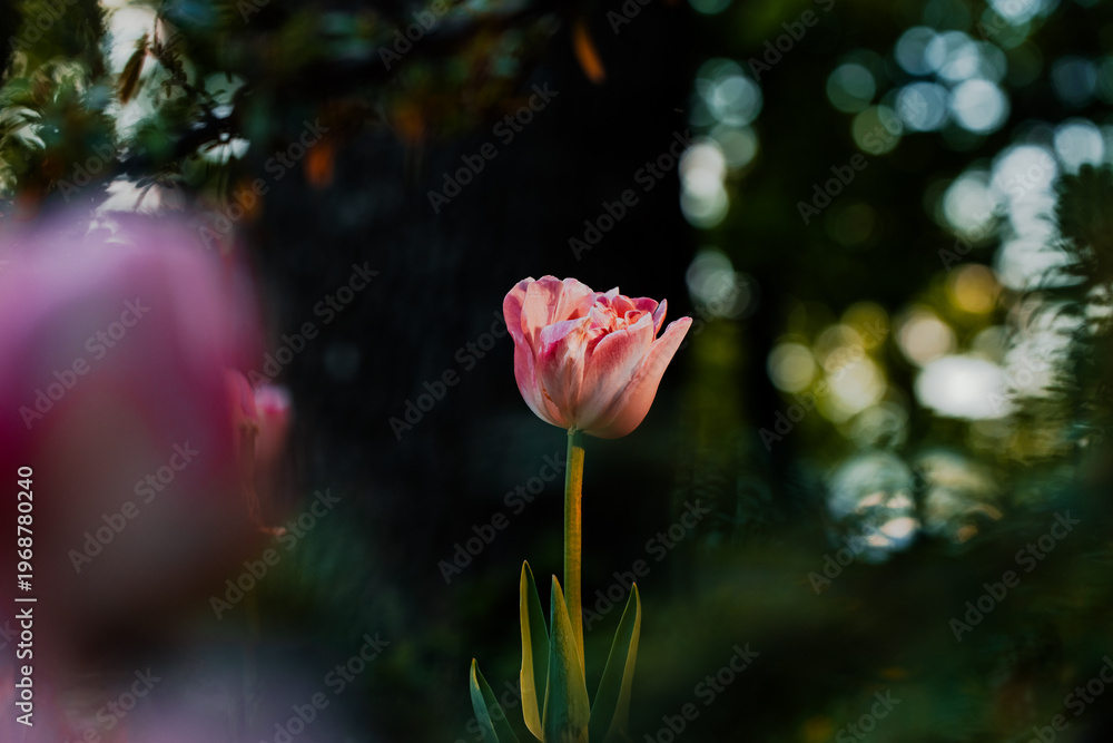 Obraz premium A pink tulip standing alone in a lush green garden with blurred background