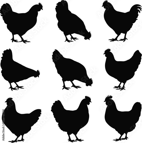 Black silhouette of nine different horse breeds in profile view equine d