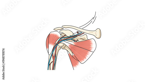 Detailed anatomical diagram of the human shoulder joint showing muscles bones and blood vessels for scientific and clinical education.
