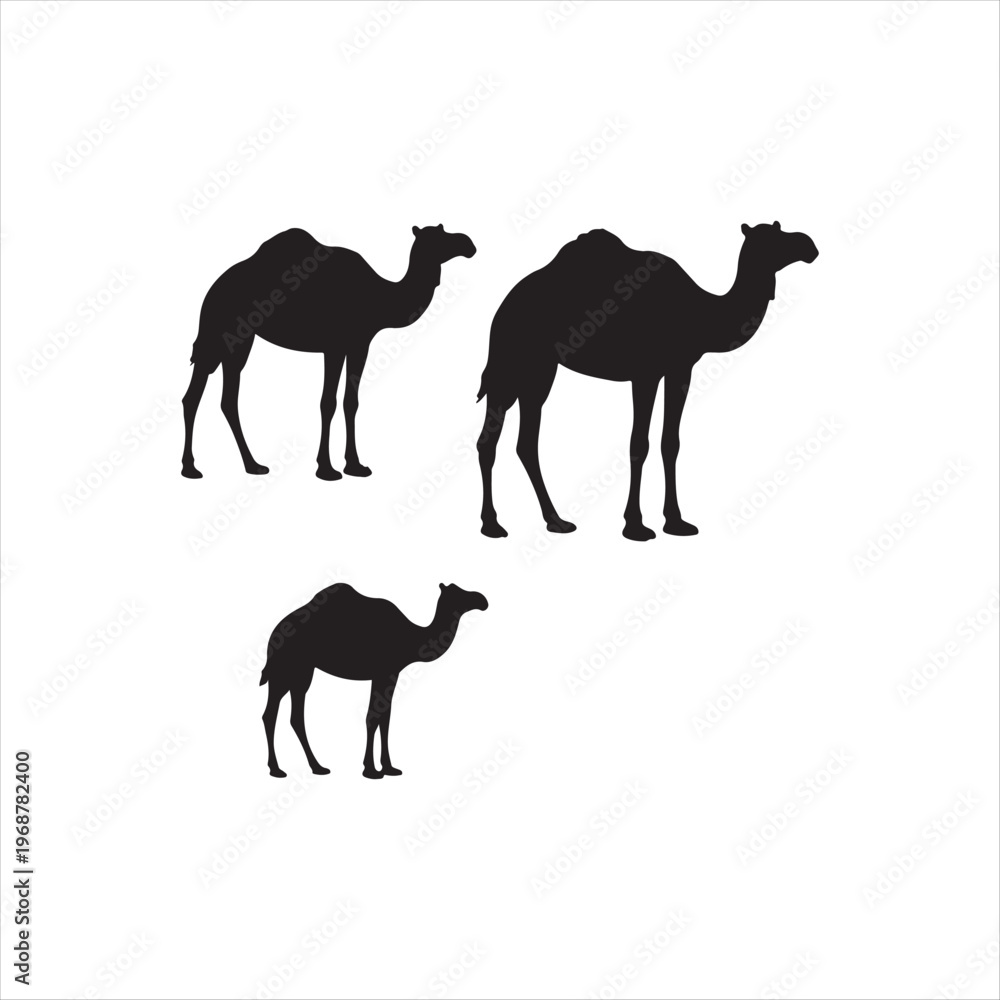 Obraz premium Three Camels Silhouette Standing Together Against White Background