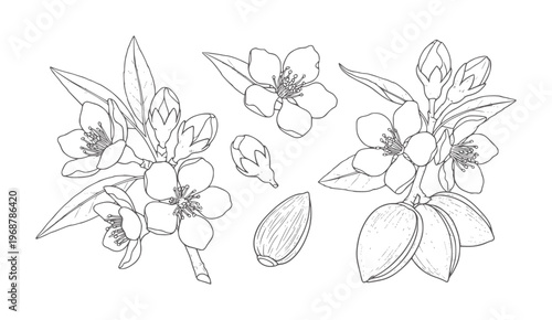 Hand drawn almond blossoms and nuts line flower