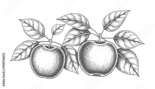 Two apples a branch with leaves fruit vintage