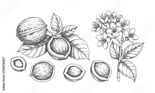 Vintage botanical of almonds and almond blossoms flower