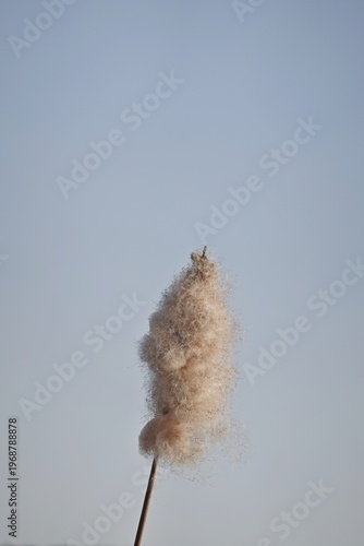 Rohrkolben im Winter