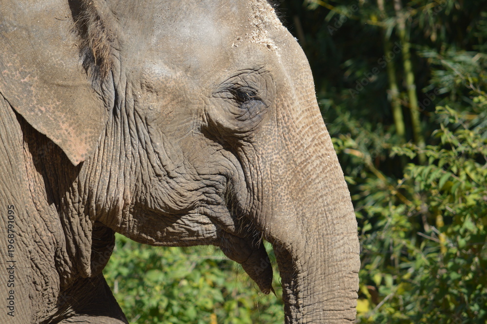 Naklejka premium Elephant up close