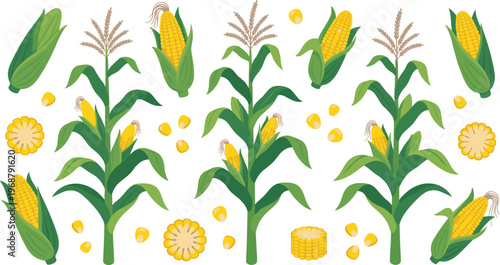 Corn Plant Growth Vector Set. Corn plant growth vector set with leaves stalk and kernels isolated botanical agriculture illustration