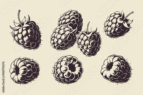 Multiple detailed raspberries in hand-drawn ink style on a light background, showcasing natural fruit elements and vintage botanical concept