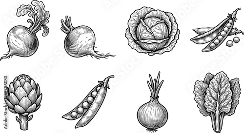 Vegetables and Greens Sketch Vector Collection. Hand drawn vegetables vector collection including cabbage onion beetroot peas artichoke and leafy greens isolated detailed botanical sketch illustration
