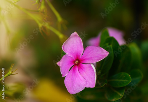 Delicate pink flower blooming in a vibrant garden during the warm afternoon sunlight