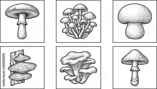 Mushroom Sketch Vector Collection. Mushroom vector sketch collection with different fungus types isolated detailed hand drawn botanical illustration