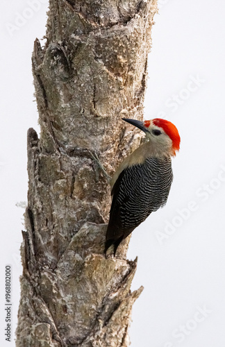 Red-bellied woodpecker, Mexico. 