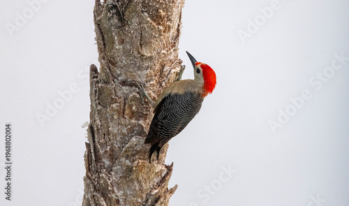 Red-bellied woodpecker, Mexico. 