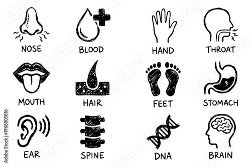 A vector graphic illustration of various human body parts on transparent background