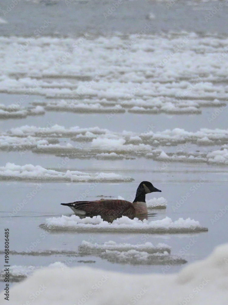 Fototapeta premium Canada goose swimming through icy water on Lake Ontario