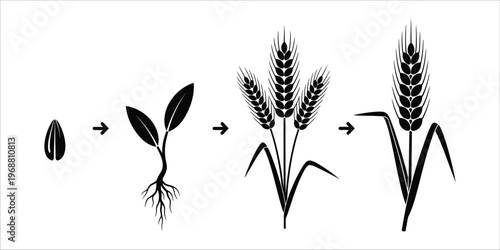 Wheat plant growth stages from seed to mature ear with grain black silhouette vector illustration.