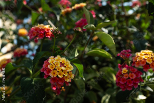 Colorful lantana flowers blooming in garden, vibrant red orange yellow blossoms, tropical nature background with green leaves and soft sunlight