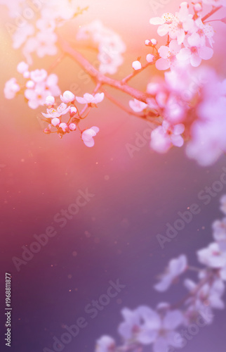 Art First day of spring cherry blossom background