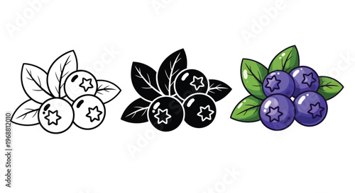 Evolution of blueberries from sketch to realistic illustration Vector