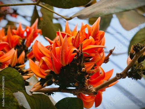 Close up of Butea monosperma orange flowers on branch in tropical forest