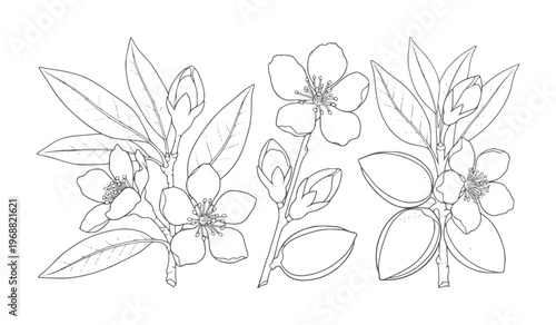 Black and white line of almond blossoms and leaves flower leaf
