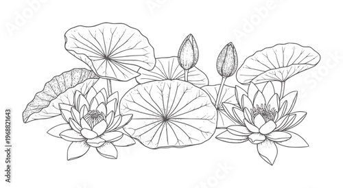Black and white line of water lilies and lily pads flower