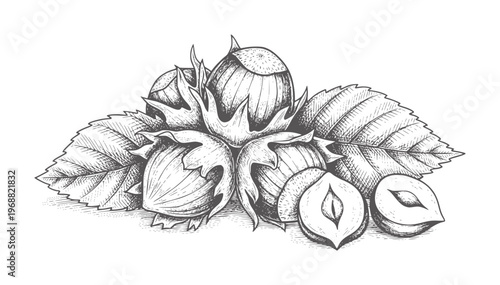 Hand drawn hazelnuts with leaves and cut halves white food leaf vintage