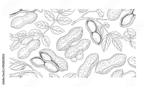 Hand drawn of peanuts branches with leaves legume food