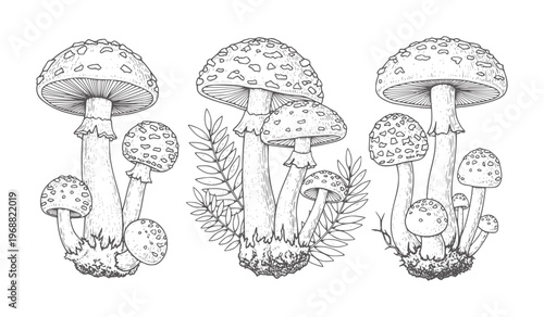 Three distinct groups of black and white line mushrooms with spotted caps fungi nature