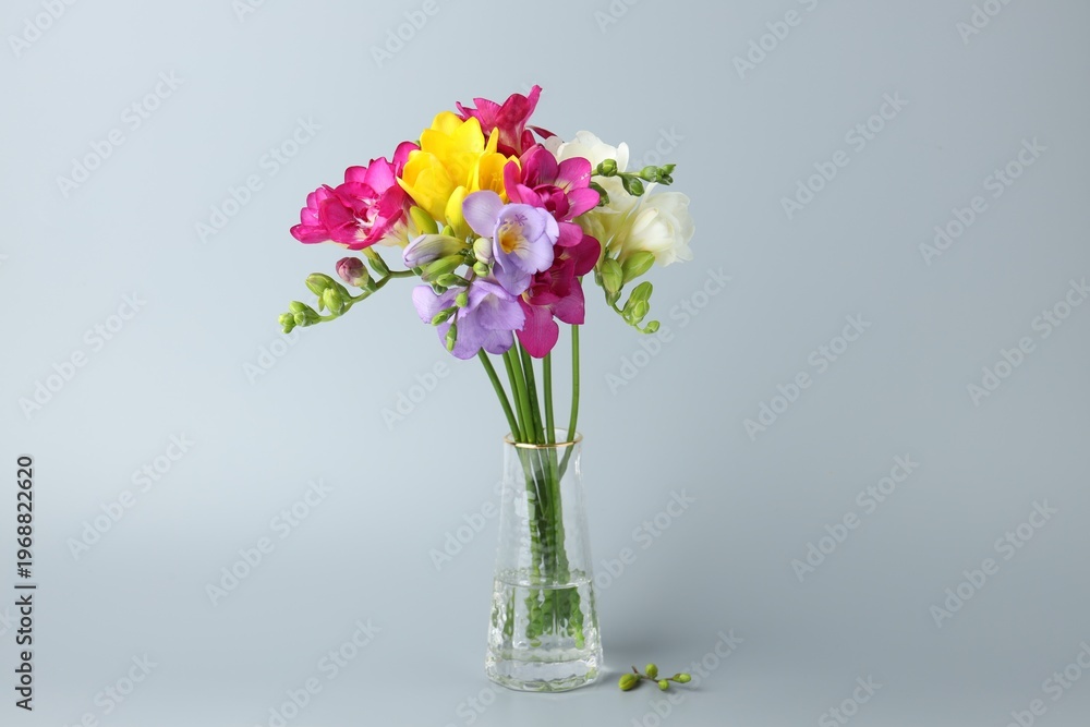 Obraz premium Vibrant freesia flowers in vase on grey background