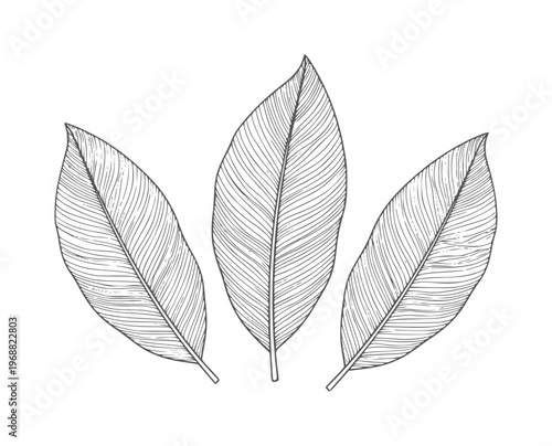 Three line leaves with parallel veins white leaf nature botanical plant