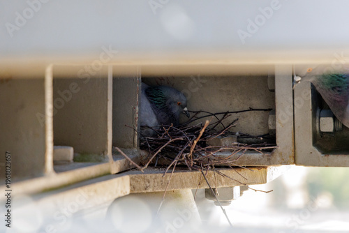 Bilde på lerret Pigeon in Twig Nest Under Metal Bridge Beam