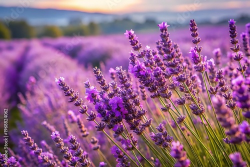 Purple lavender flowers on white background are not present however there are purple lavender flowers in a field at sunset