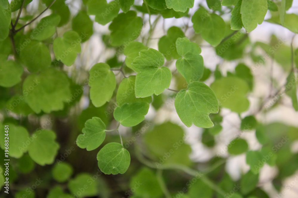 Obraz premium Thalictrum tuberiferum Tuberous Meadow Rue Plant Korea