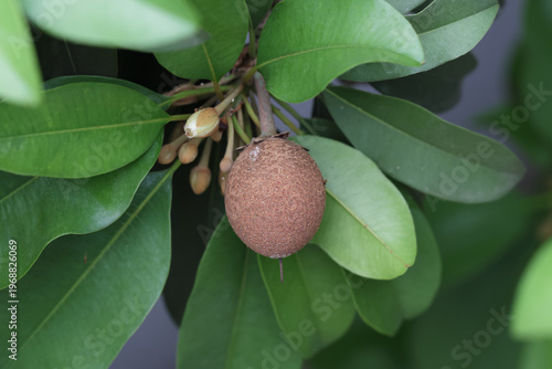 Natural brown sapodilla fruit on branch with green leaves.